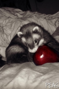 Ferret + Apple